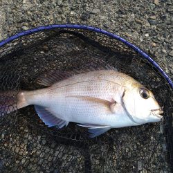 キス狙いでまさかの真鯛